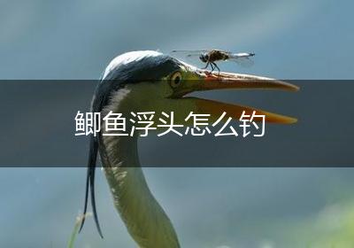 鲫鱼浮头怎么钓