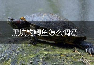 黑坑钓鲫鱼怎么调漂