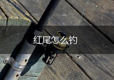 红尾怎么钓