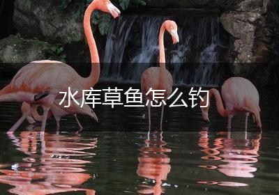 水库草鱼怎么钓