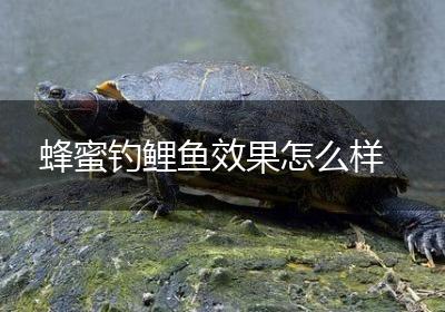 蜂蜜钓鲤鱼效果怎么样