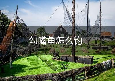 勾嘴鱼怎么钓