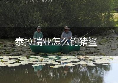 泰拉瑞亚怎么钓猪鲨