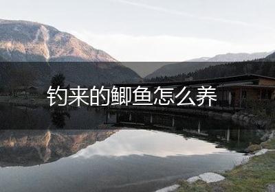 钓来的鲫鱼怎么养