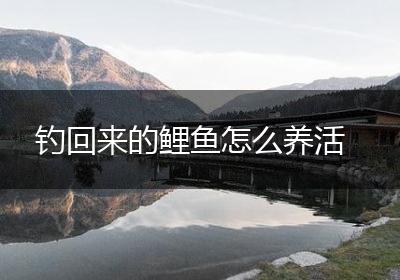 钓回来的鲤鱼怎么养活