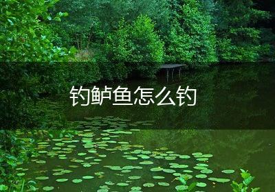 钓鲈鱼怎么钓