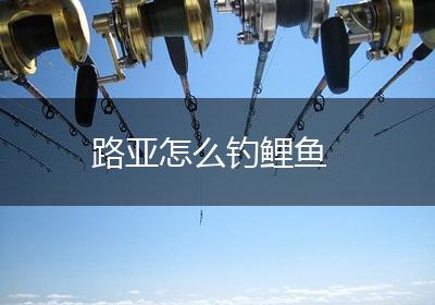 路亚怎么钓鲤鱼