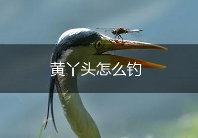 黄丫头怎么钓