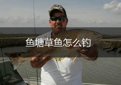 鱼塘草鱼怎么钓