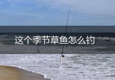这个季节草鱼怎么钓