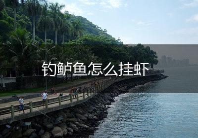 钓鲈鱼怎么挂虾
