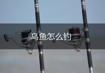 乌鱼怎么钓
