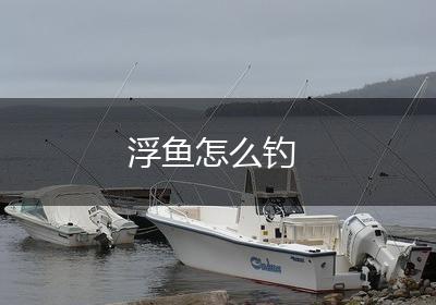 浮鱼怎么钓