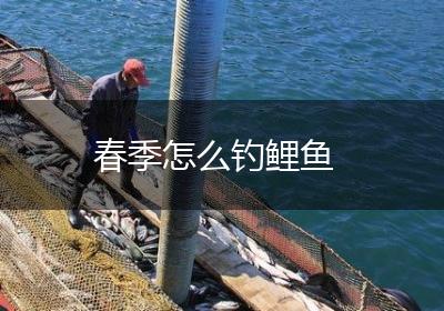 春季怎么钓鲤鱼