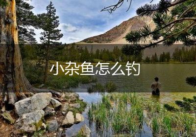 小杂鱼怎么钓