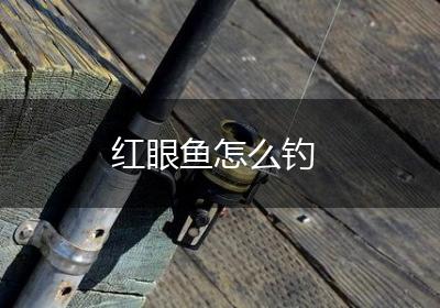 红眼鱼怎么钓