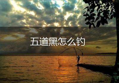 五道黑怎么钓