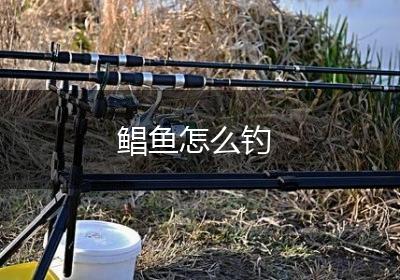 鲳鱼怎么钓