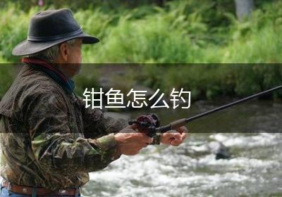钳鱼怎么钓