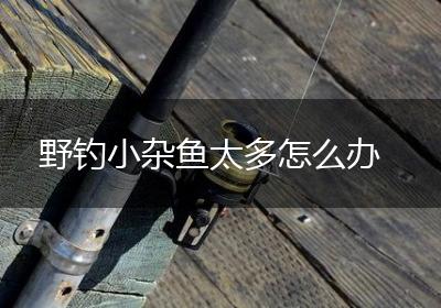 野钓小杂鱼太多怎么办