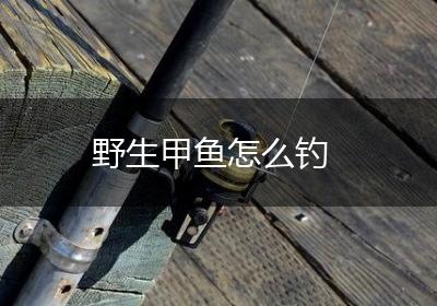 野生甲鱼怎么钓