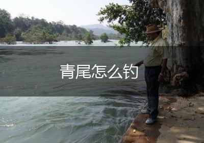 青尾怎么钓