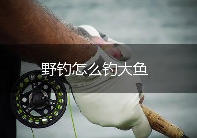 野钓怎么钓大鱼