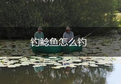 钓鲶鱼怎么钓