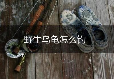 野生乌龟怎么钓