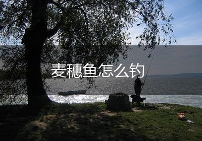 麦穗鱼怎么钓