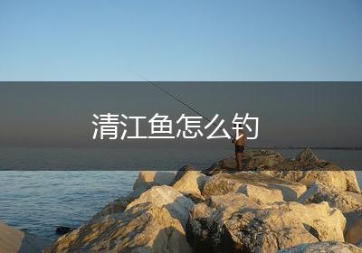 清江鱼怎么钓