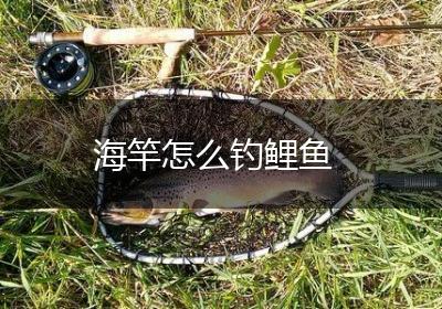 海竿怎么钓鲤鱼