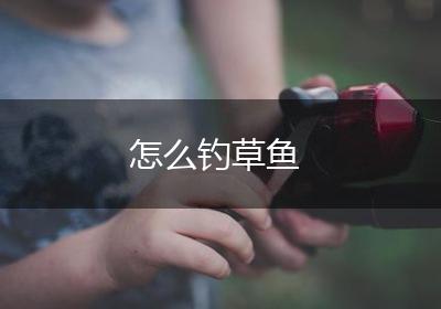 怎么钓草鱼