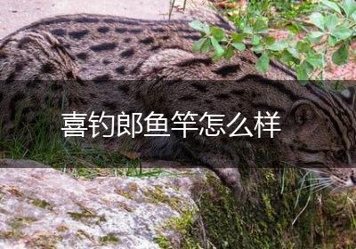 喜钓郎鱼竿怎么样