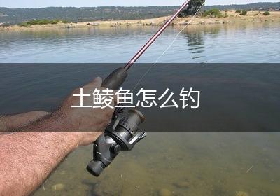 土鲮鱼怎么钓