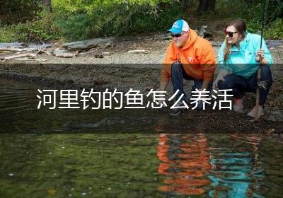 河里钓的鱼怎么养活
