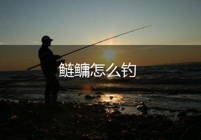 鲢鳙怎么钓