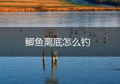 鲫鱼离底怎么钓