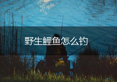 野生鲤鱼怎么钓