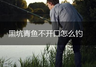 黑坑青鱼不开口怎么钓