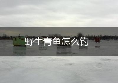 野生青鱼怎么钓