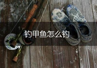 钓甲鱼怎么钓