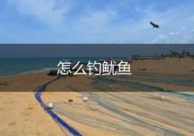怎么钓鱿鱼