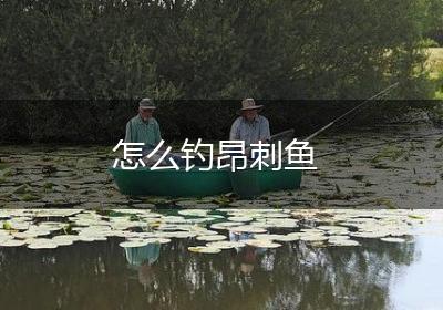 怎么钓昂刺鱼