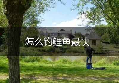 怎么钓鲤鱼最快