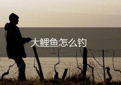 大鲤鱼怎么钓