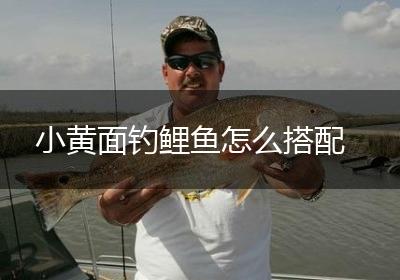 小黄面钓鲤鱼怎么搭配