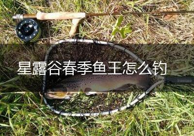星露谷春季鱼王怎么钓