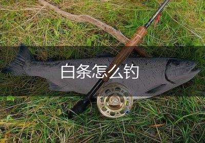 白条怎么钓