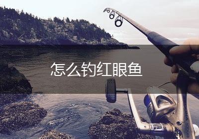 怎么钓红眼鱼